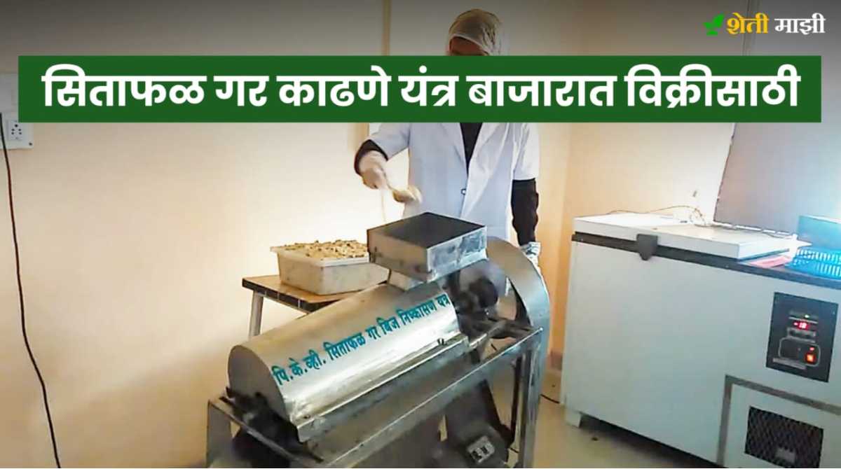 Machines are available in the market for extracting Sita fruit
