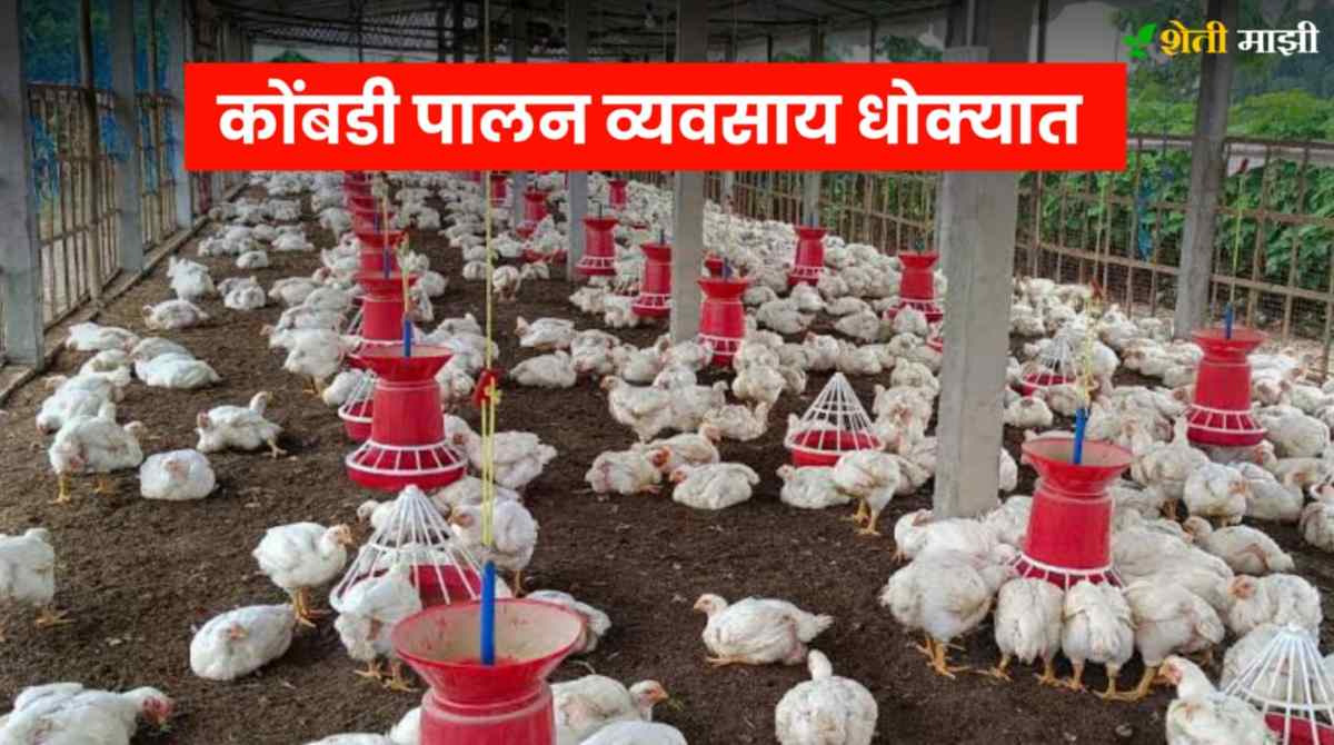 Will the poultry farming business be endangered