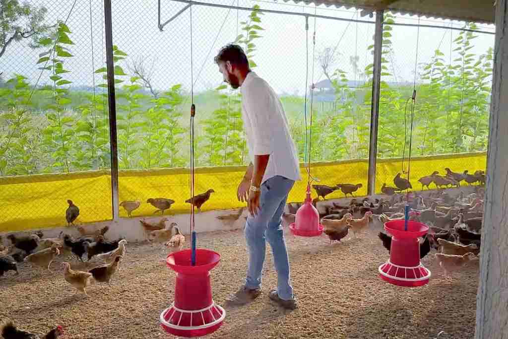 a farmer son made an income of two lakhs in three months by doing poultry farming