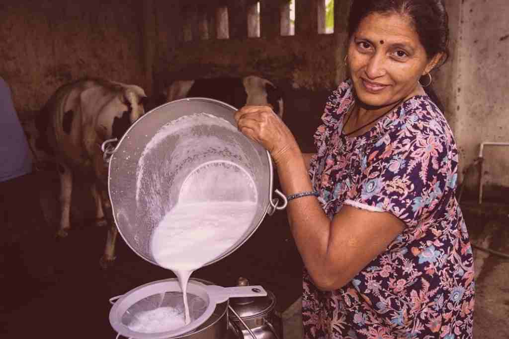 is milk business really a profitable buisness in maharashtra