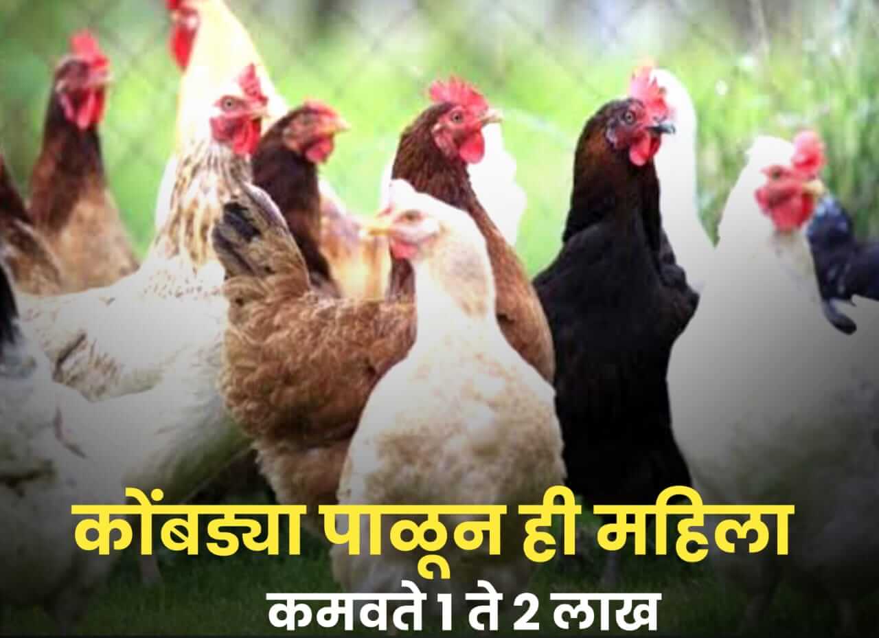 poultry farming business and earn one lakh profit in 90 days