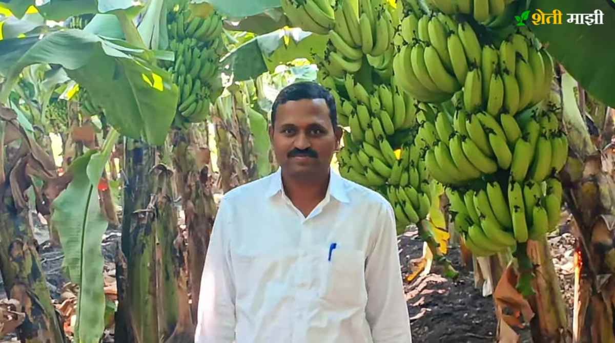 Demand for banana sales doubled in 15 days