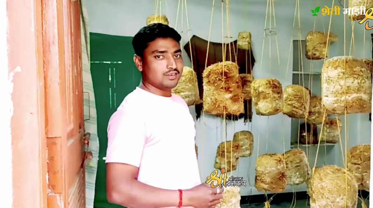 Sambhajinagar farmer succes story doing mushroom farming and earning huge profit every month