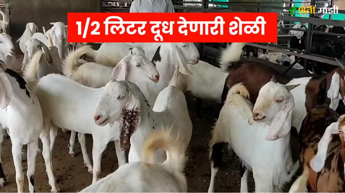Sangamneri goat will earn money for the farmer